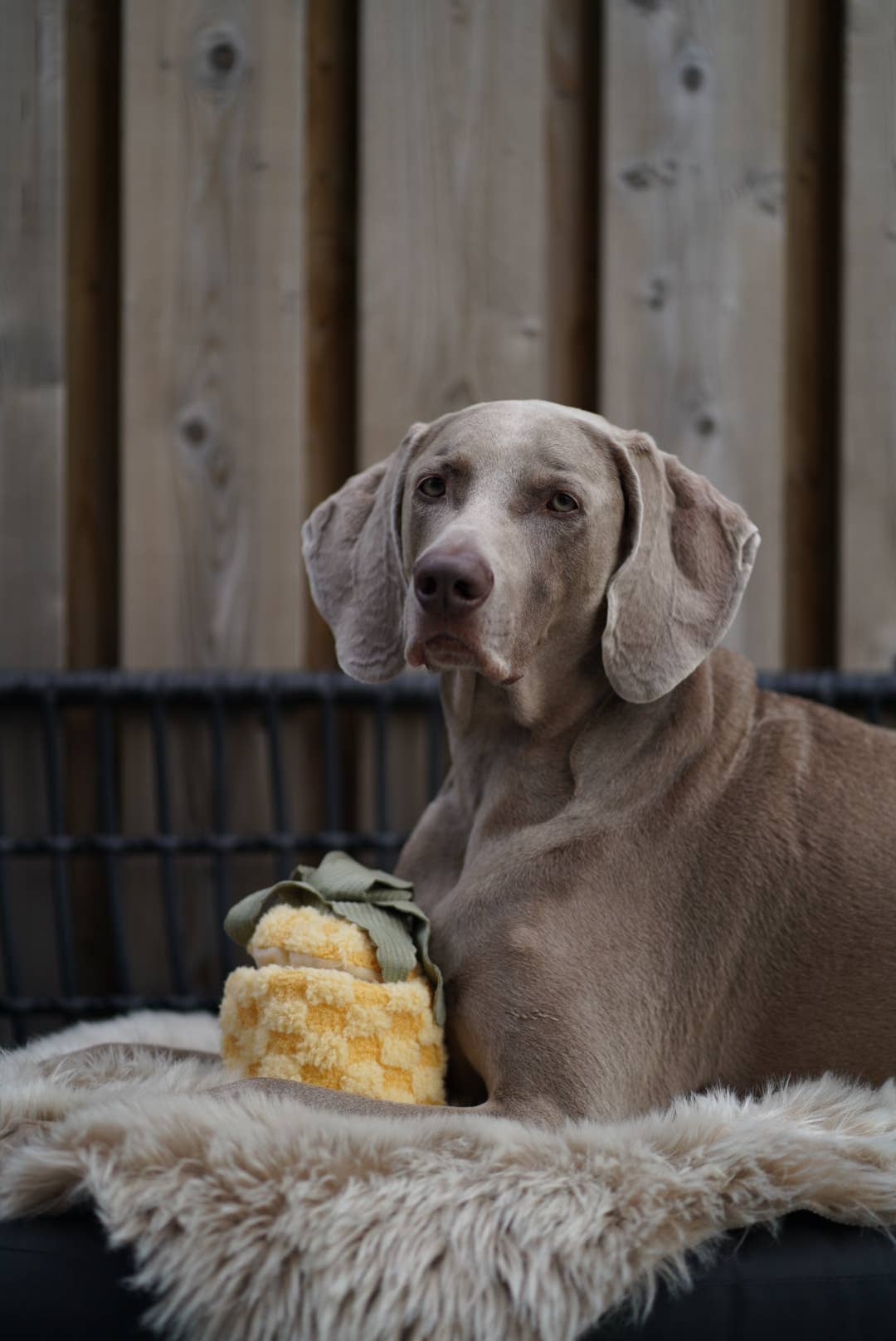 Hund liegt gemütlich im warmen Licht mit dem PINEAPPLE POP Spielzeug von Lambwolf Collective