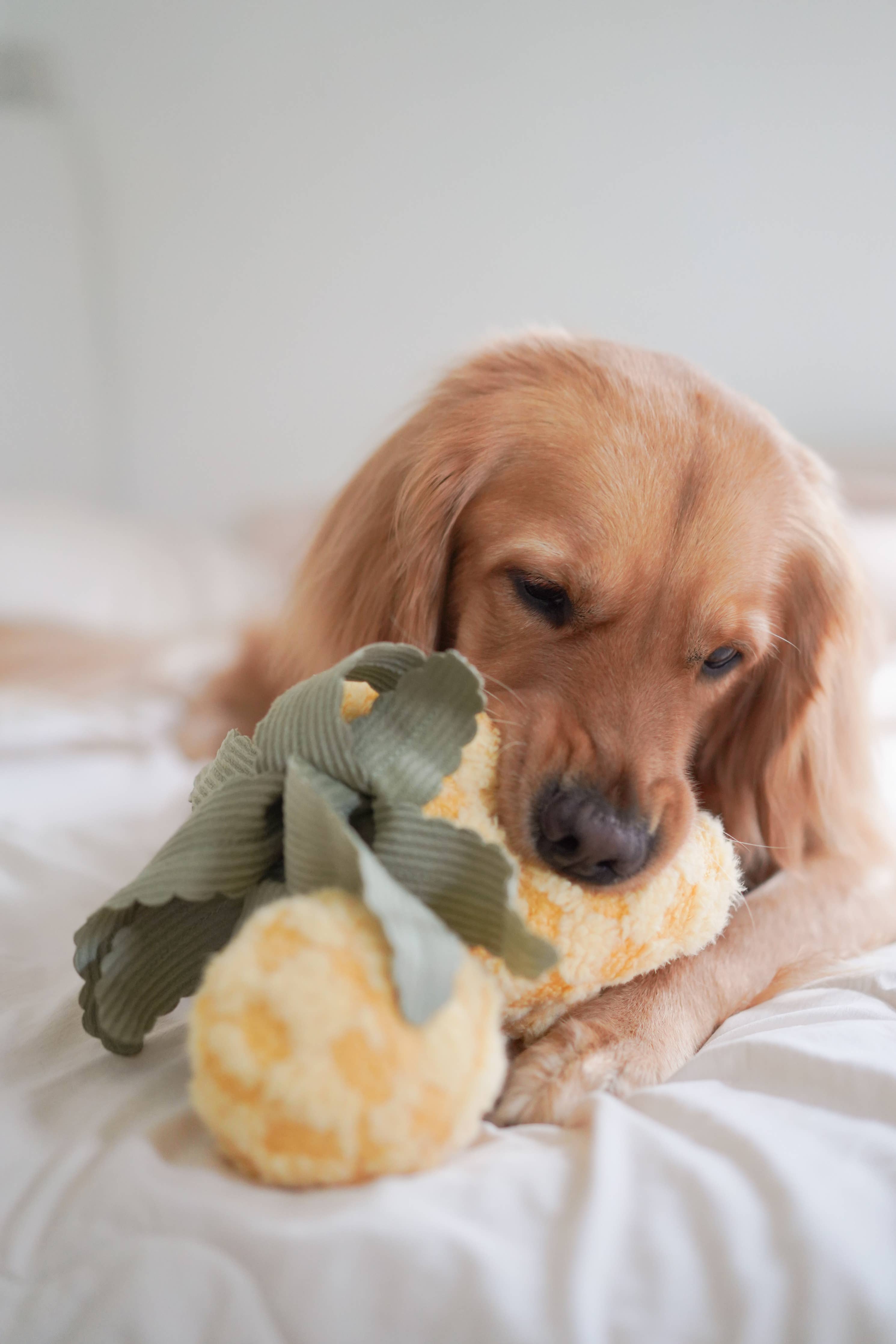 Hund spielt mit den raschelnden Blättern der Plüsch-Ananas PINEAPPLE POP