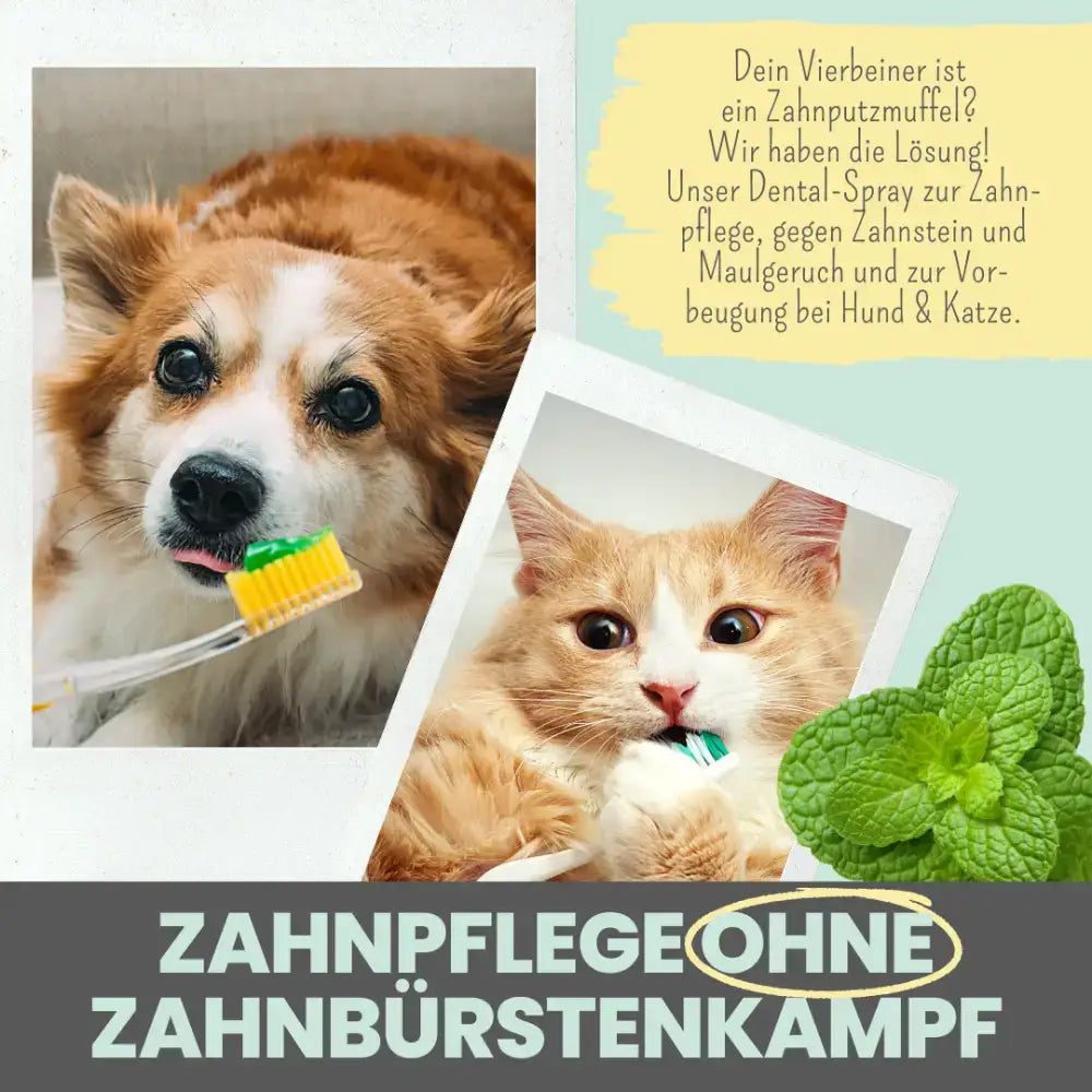 Plaquebildung vorbeugen – Das Spray hilft, Zahnbelag zu reduzieren und das Maul hygienisch sauber zu halten.