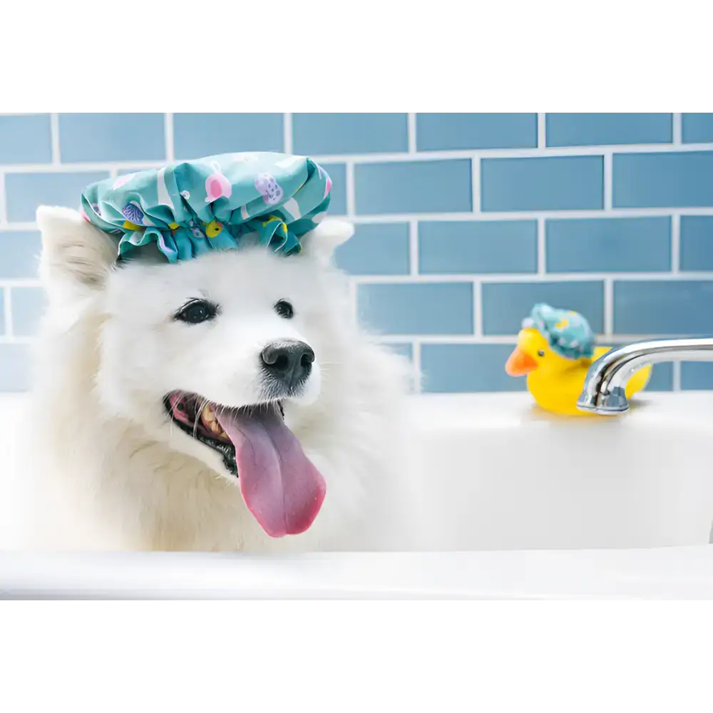 Hund genießt den Spielspaß mit Bubbles die Ente – interaktives Quietsch- und Knisterspielzeug für jede Menge Action.