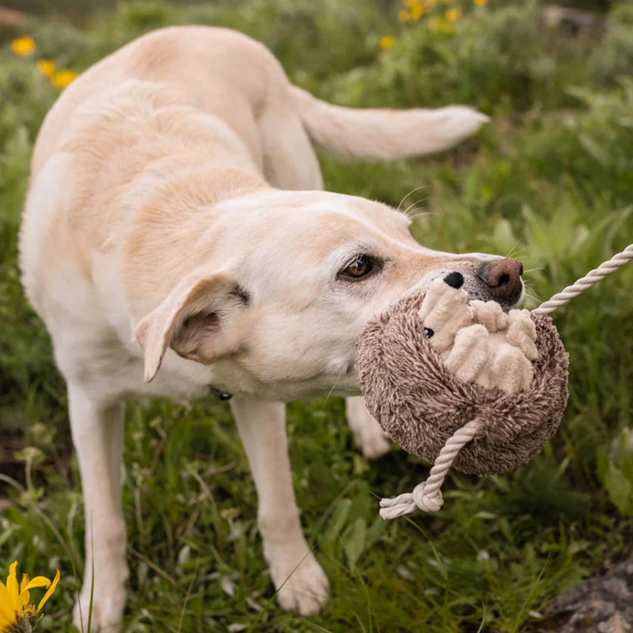 hund spielt mit dem hundespielzeug plüschigel von p.l.a.y