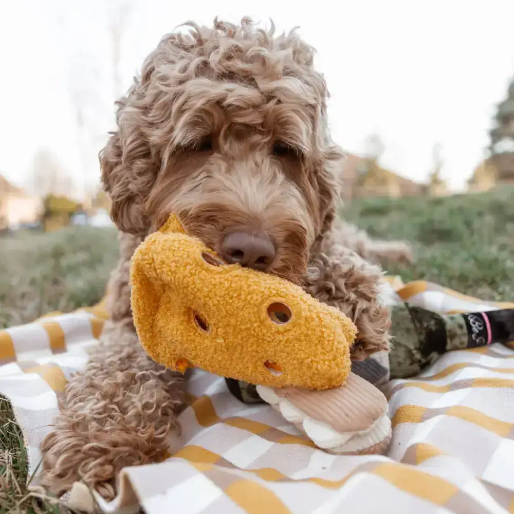 Schnueffelspielzeug fuer Hunde – Verstecke Leckerlis im Fromage Kaese