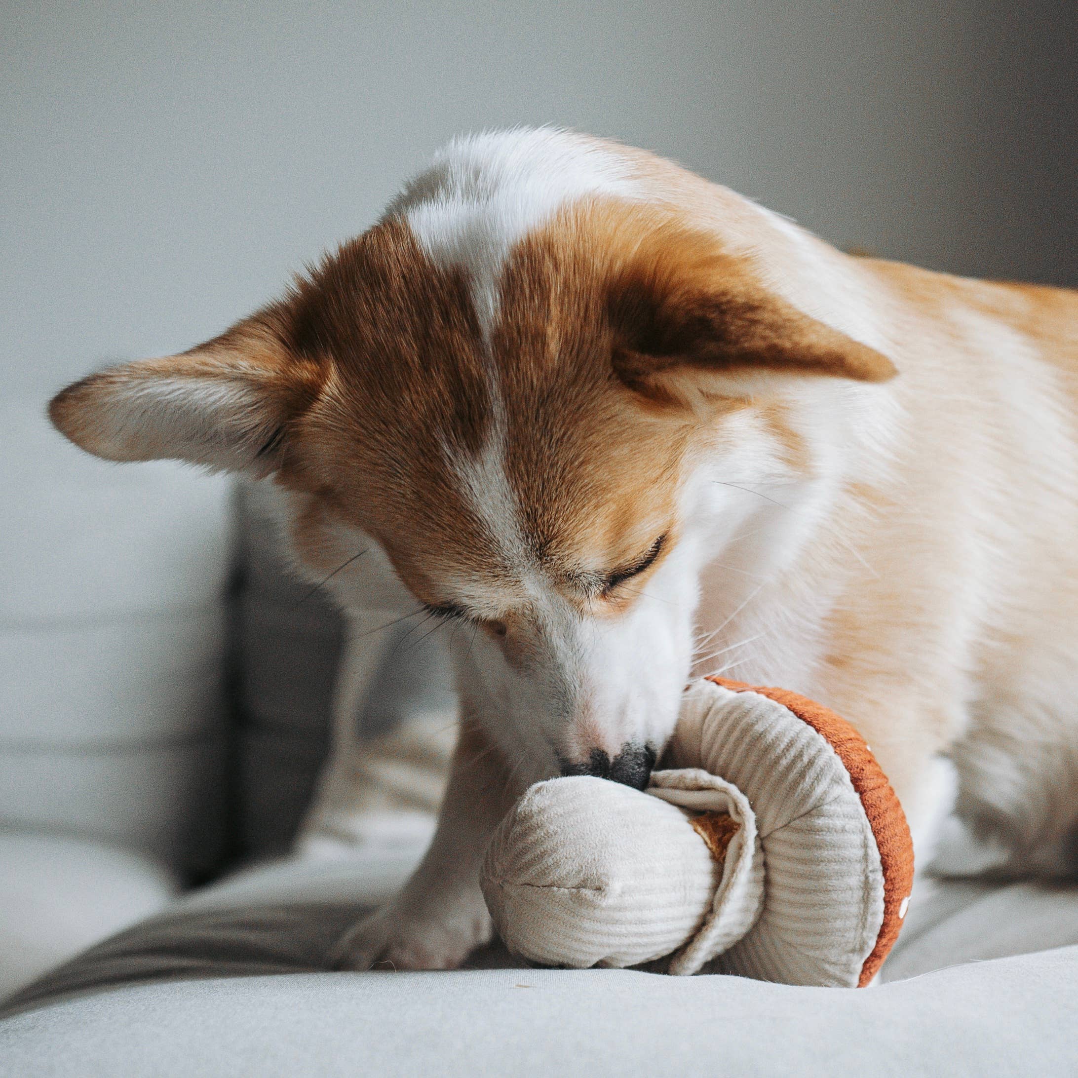 Corgi spielt mit dem SHROOM Schnüffelspielzeug von Lambwolf – Fokus auf Nasenarbeit
