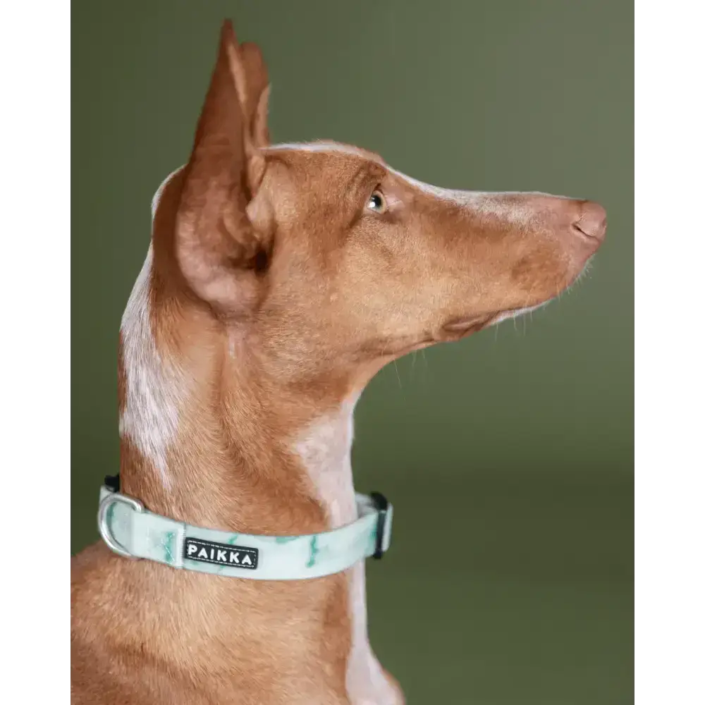 Reflektierendes und fluoreszierendes Hundehalsband für maximale Sichtbarkeit bei Nacht.
