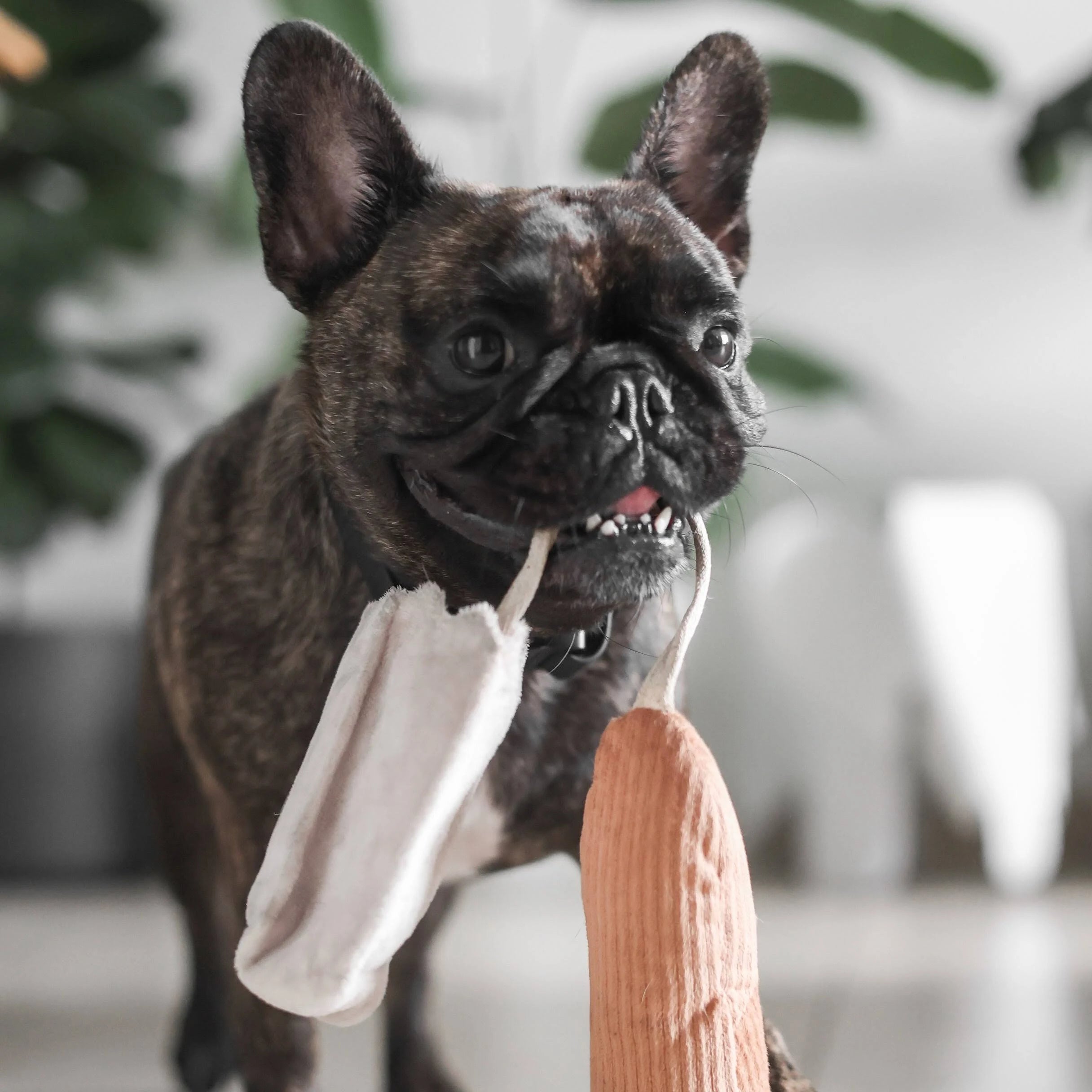 Hund trägt das MINI BAGUETTE stolz in der Schnauze – zum Anbeißen süß