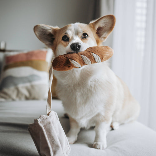 Kleine hond speelt met de MINI BAGUETTE van Lambwolf – nieuwsgierig & speels.