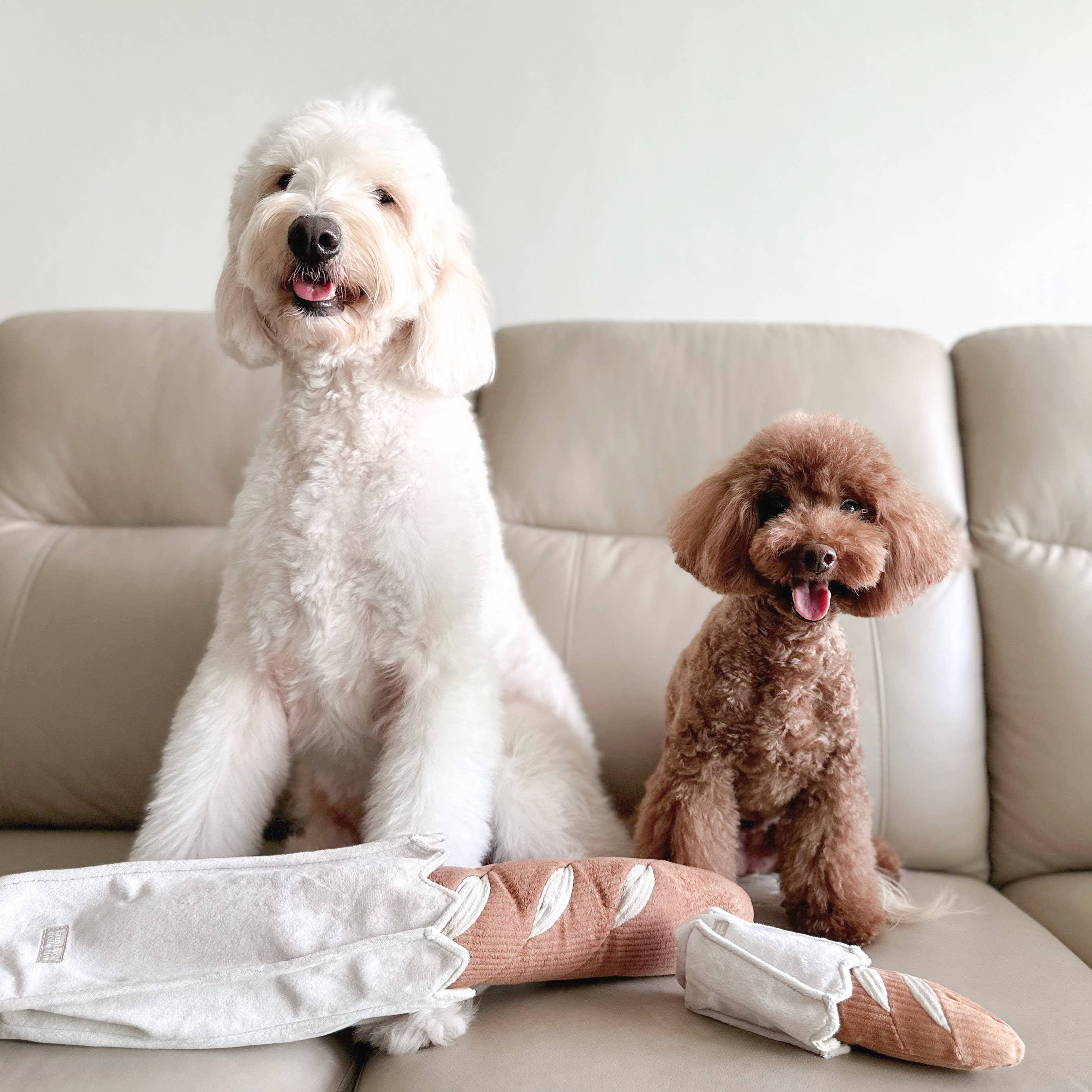 Zwei kleine Hunde entdecken gemeinsam das Snuffle MINI BAGUETTE – Spielspaß im Doppelpack