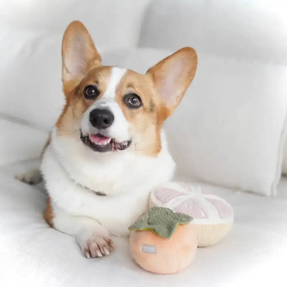 Hundespielzeug Snuffle-GRAPEFRUIT von Lambwolf Collective – Fördert Apportieren und Schnüffelspiele