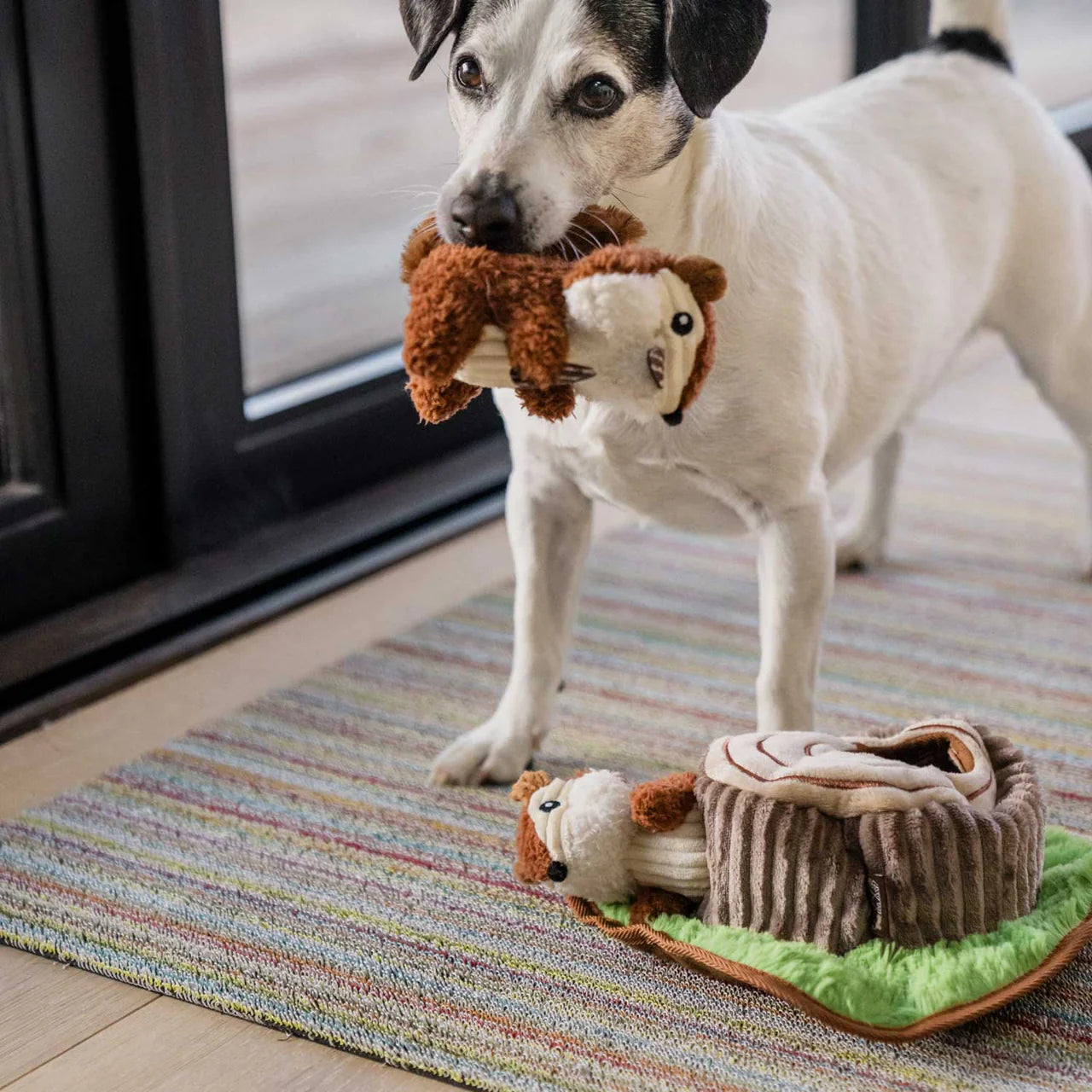 Hund spielt begeistert mit Chippy & Cheeks Spielzeug von P.L.A.Y.