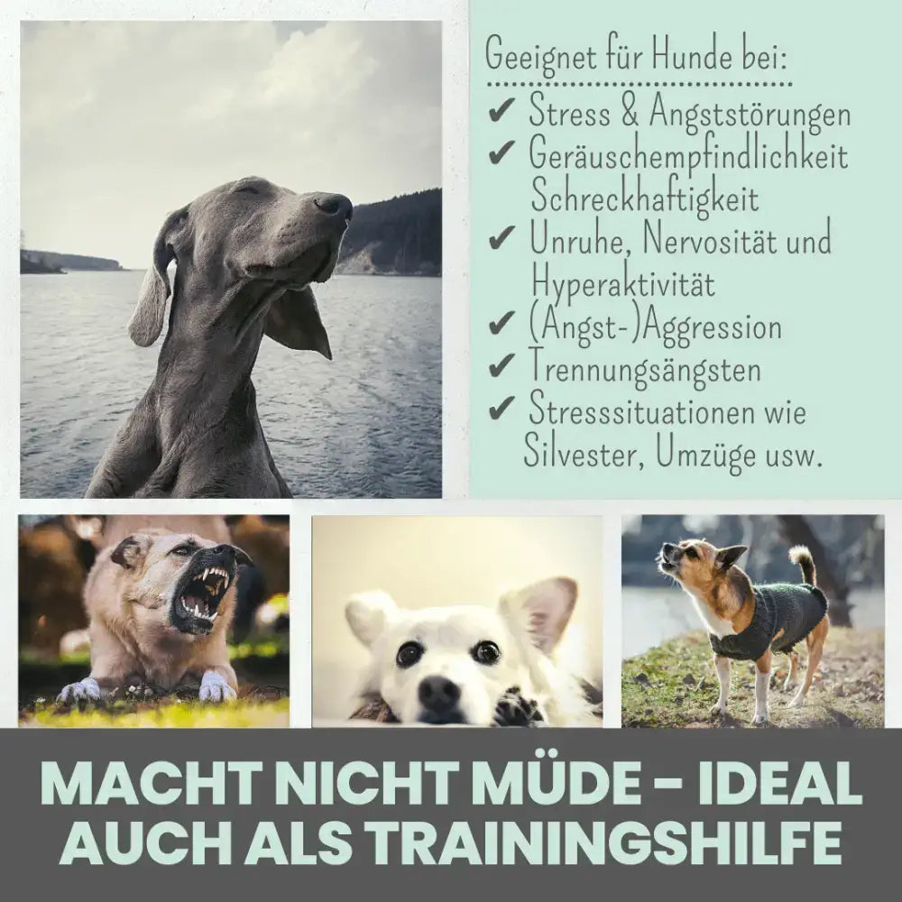 Angst & Hyperaktivität bei Hunden reduzieren – Natürlich entspannende Snacks für eine stressfreie Umgebung.