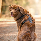 Hond draagt het STUCH harnas in beige – comfortabele pasvorm, perfect voor elk avontuur