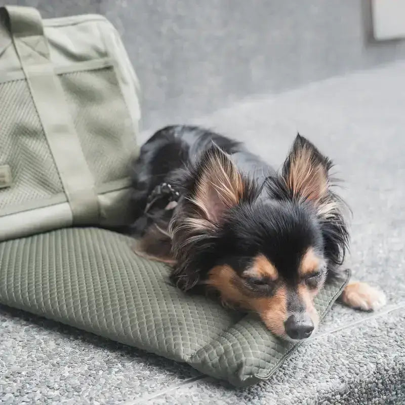 Trendige & strapazierfähige Tragetasche für Hunde – Perfekt für Café-Besuche & Büroalltag