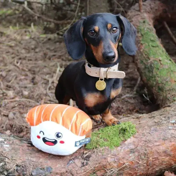 Kleiner Hund spielt mit Sushi-Spielzeug von PawStory im Wald