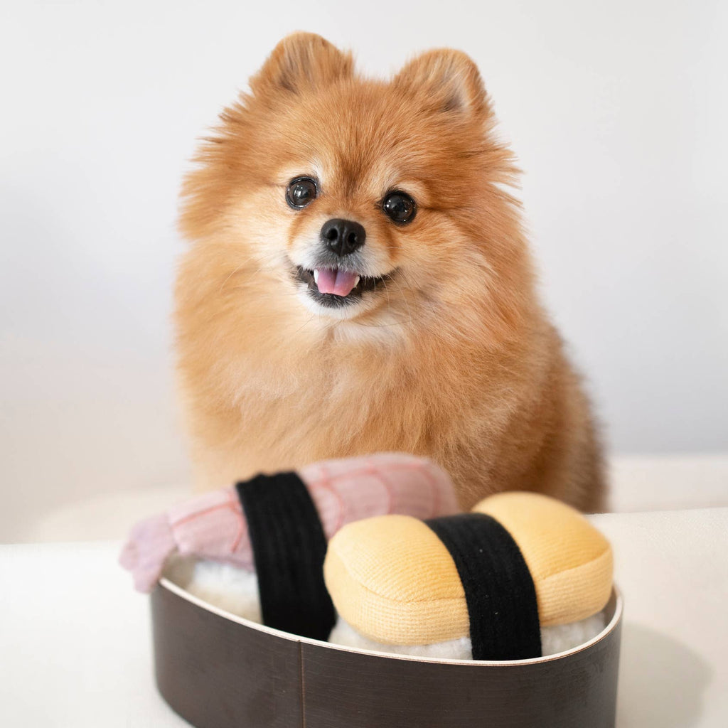 Kleiner Hund spielt mit dem Sushi POP Spielzeug