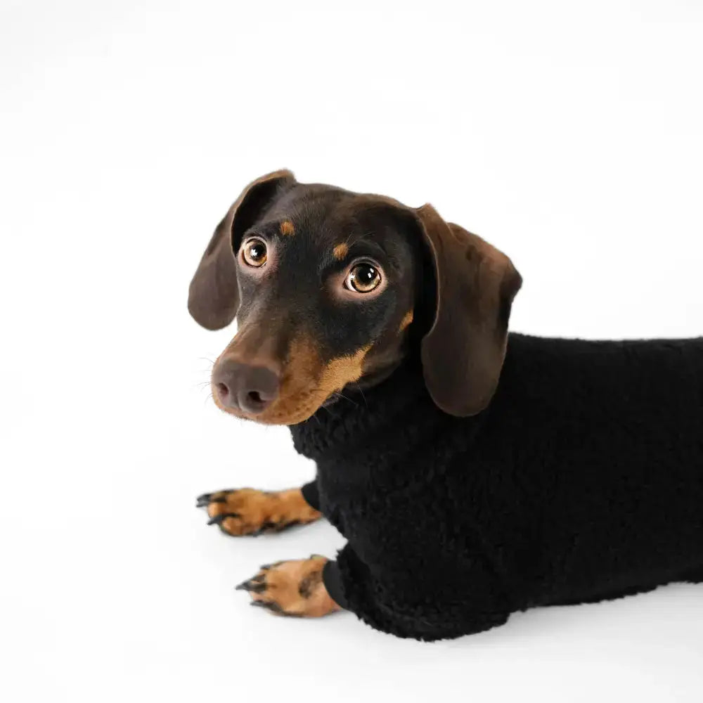 Teddy Overall für Dackel Schwarz - Hundepullover