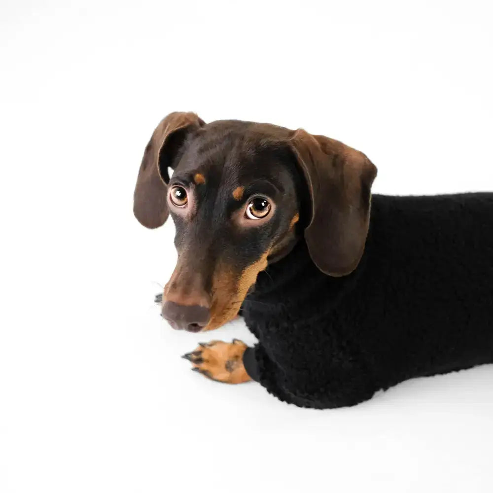 Teddy Overall für Dackel Schwarz - Hundepullover