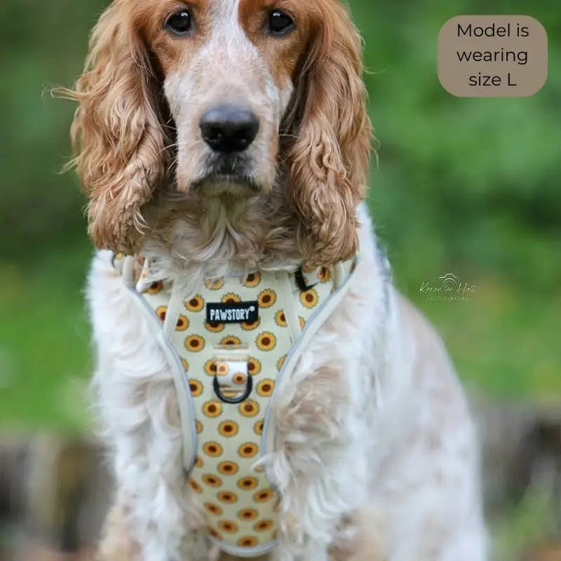 Trail Buddy Geschirr in fröhlichem Print, getragen von einem mittelgroßen Hund beim Spaziergang
