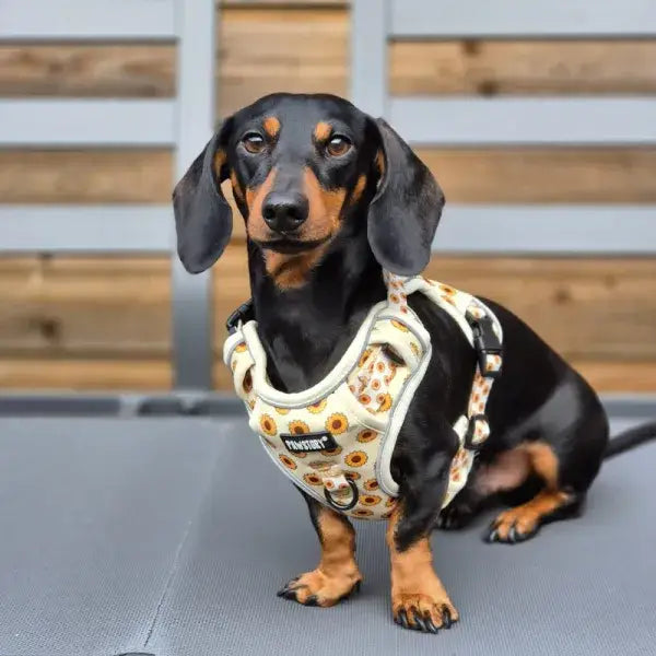 Trail Buddy Hundegeschirr an einem kleinen Hund