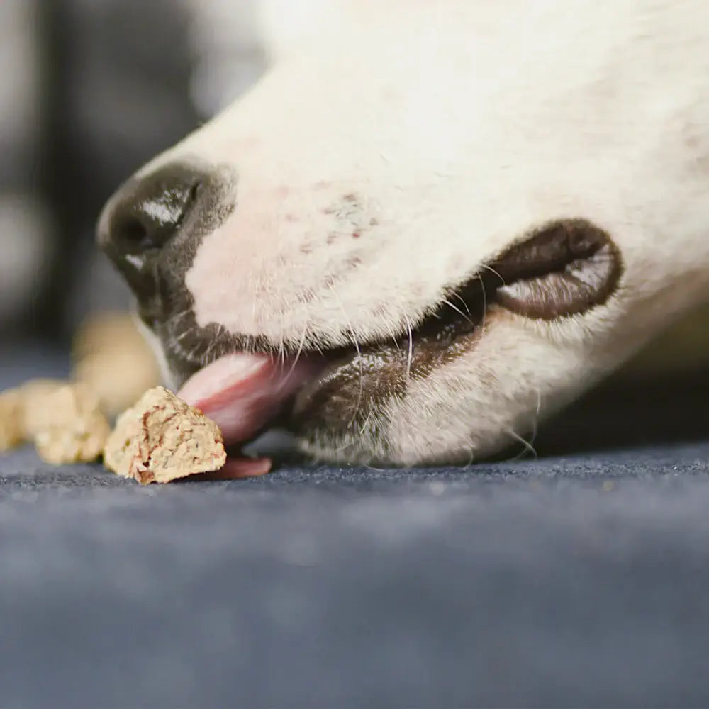 talestailes-trainingsleckerli-fisch-snack-hunde-snack-ich-dreh-dorsch