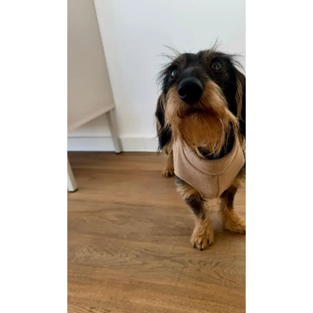 Trendiger Dackel Hundepullover von Karma Hund in Camel – stylisch, funktional & perfekt für kühle Tage in der Stadt.