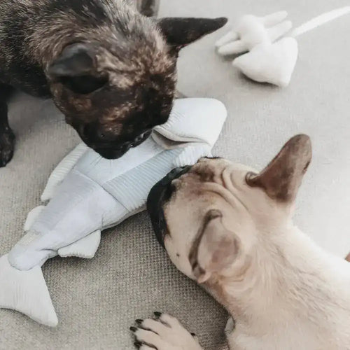 Een hond speelt geconcentreerd met het TROUT Intelligentiespeelgoed van Lambwolf Collective – snuffelen, zoeken en belonen voor meer speelplezier en mentale uitputting!