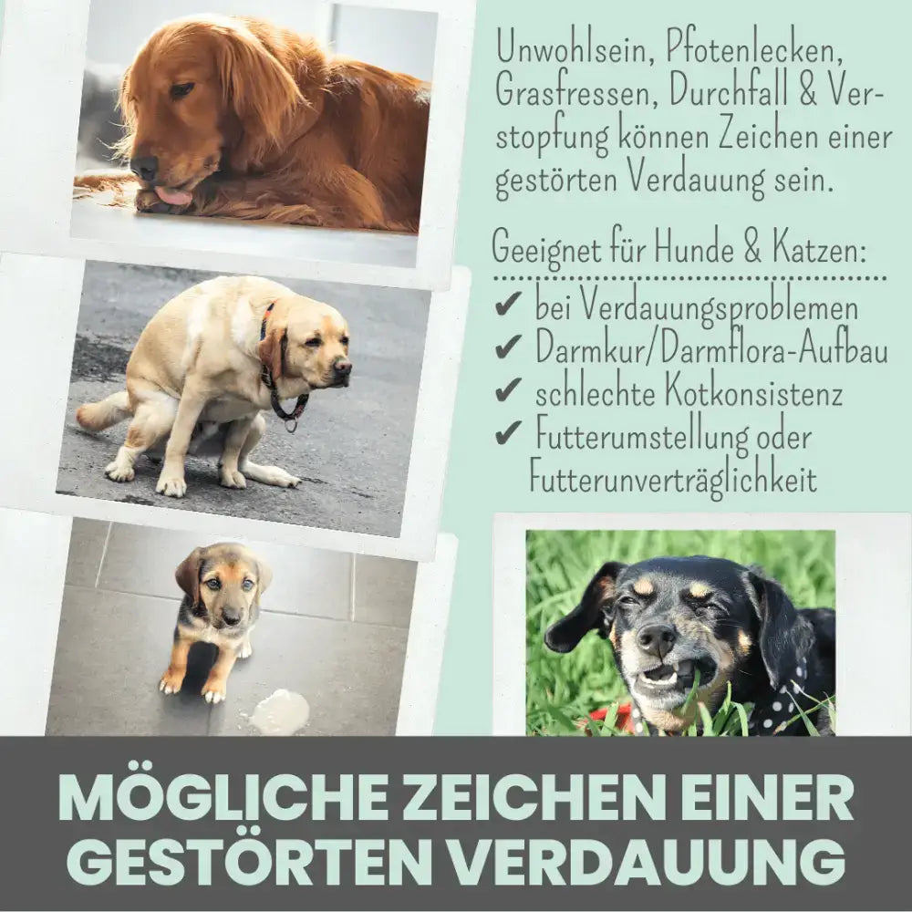 Noms+ Verdauungsmix zur Magen-Darm-Stärkung – Natürliche Inhaltsstoffe für eine stabile Verdauung.