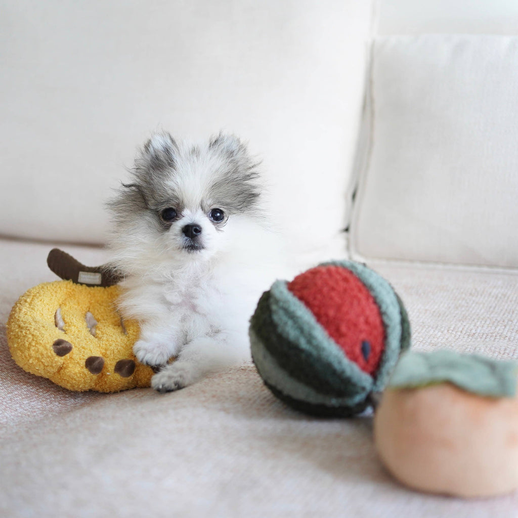 Kleiner Hund spielt mit dem Wassermelonen POP und Banane von Lambwolf Collective