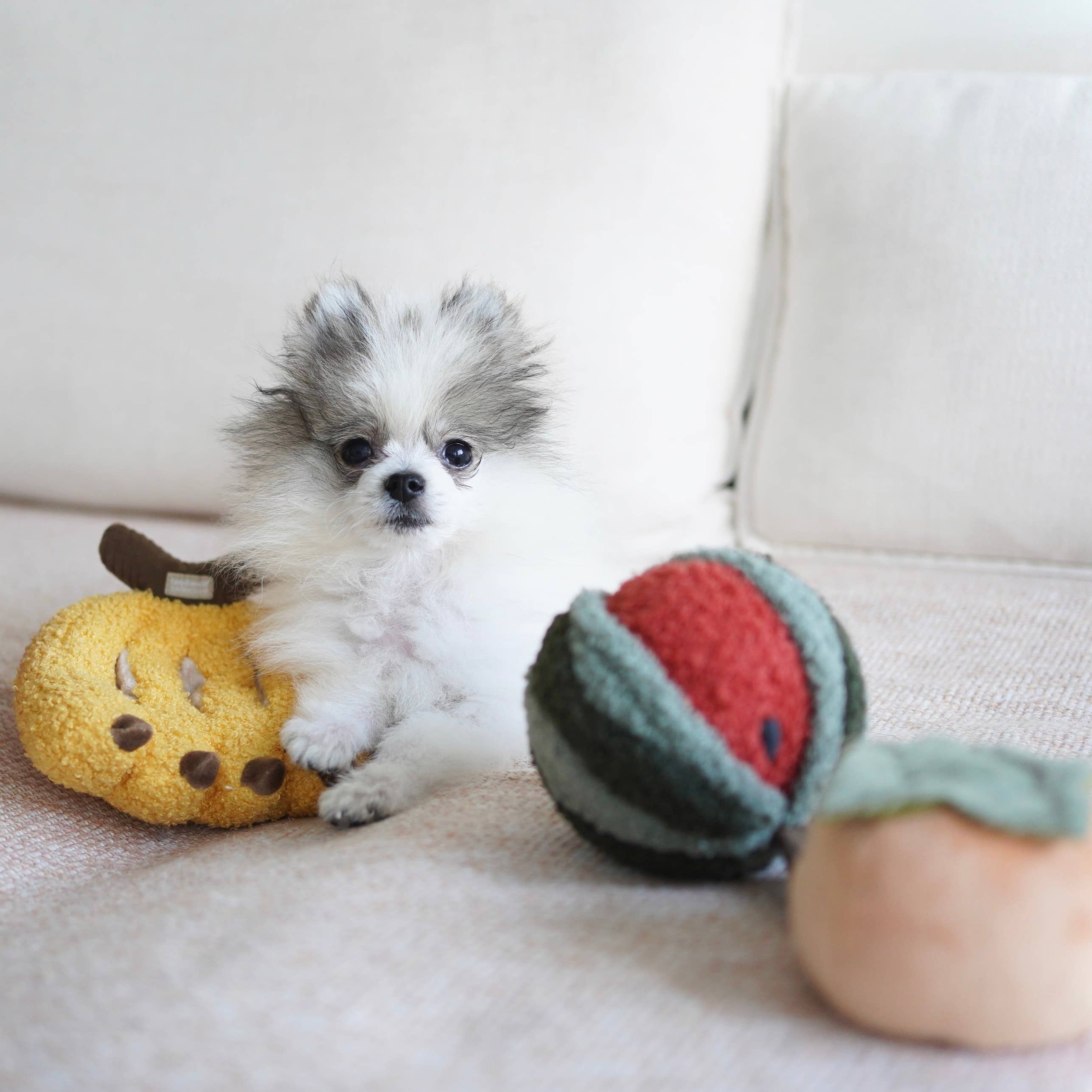 Kleiner Hund spielt mit dem Wassermelonen POP und Banane von Lambwolf Collective