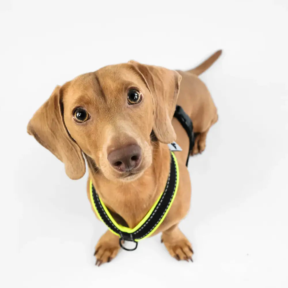 Dackel Y-Geschirr mit drei Befestigungspunkten – Für sicheren Halt
Beschreibung: Das Y-Geschirr für Dackel von Karma Hund hat drei praktische Befestigungspunkte, die eine flexible und sichere Leinenführung ermöglichen.
