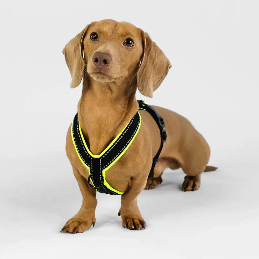 Y-Geschirr für Dackel mit reflektierenden Streifen – Sicher bei Nacht
Beschreibung: Das Karma Hund Y-Geschirr für Dackel und kleine Hunde bietet durch reflektierende Streifen eine erhöhte Sicherheit bei Dunkelheit oder in der Dämmerung.