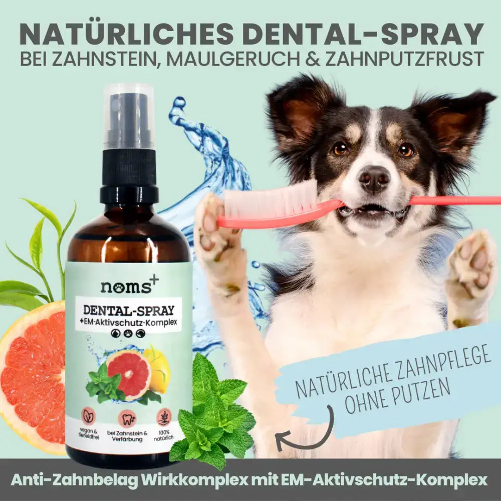 Zahnsteinentfernung ohne Putzen – Das noms+ Dental-Spray löst Zahnstein sanft auf und schützt den Zahnschmelz.