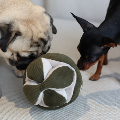 Zwei kleine Hunde spielen gemeinsam mit einem Schnüffelspielzeug von Lambwolf